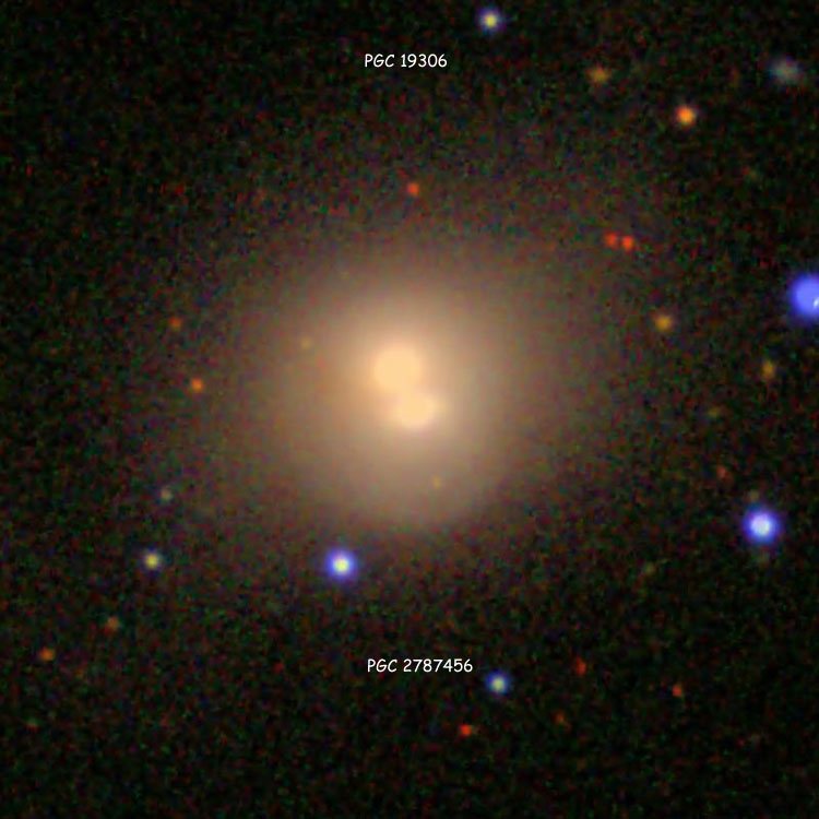 SDSS image of PGC 19306 and PGC 2787456, the apparently merging pair of lenticular galaxies that comprise IC 442