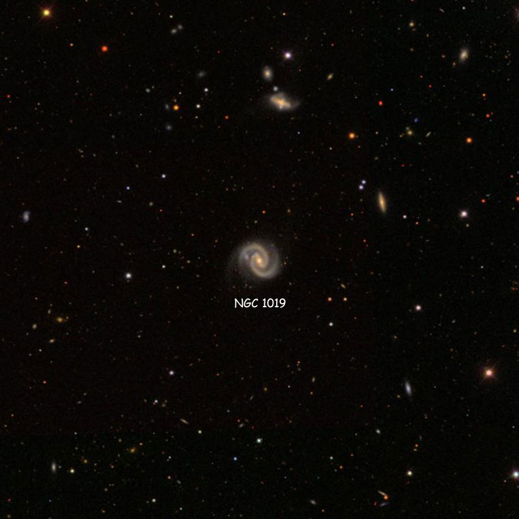 SDSS image of region near spiral galaxy NGC 1019