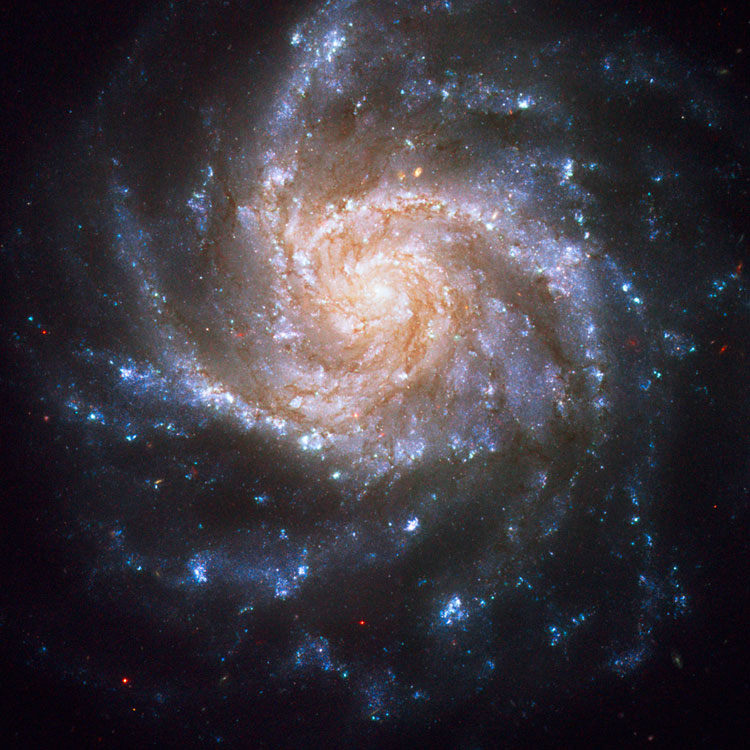 HST image of spiral galaxy NGC 1376