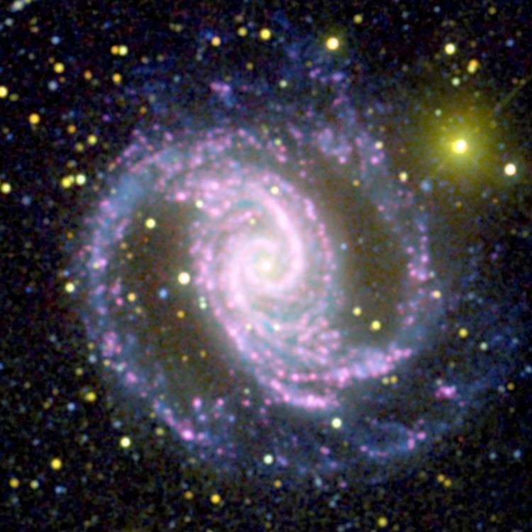 A combination of optical and GALEX X-ray images showing the distribution of O-type stars in spiral galaxy NGC 1566