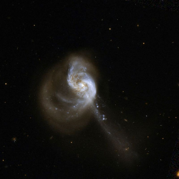 HST image of spiral galaxy NGC 1614, also known as Arp 186