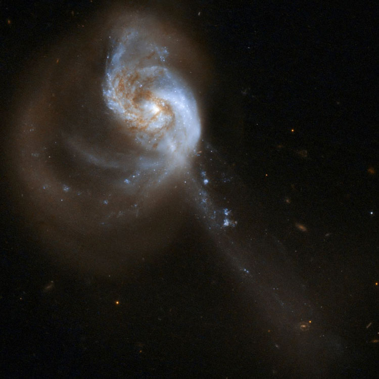 HST image of spiral galaxy NGC 1614, also known as Arp 186