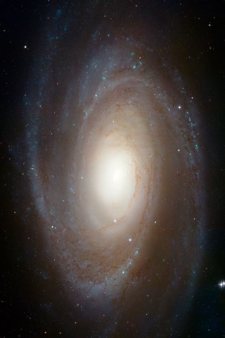 HST image of spiral galaxy NGC 3031, also known as M81