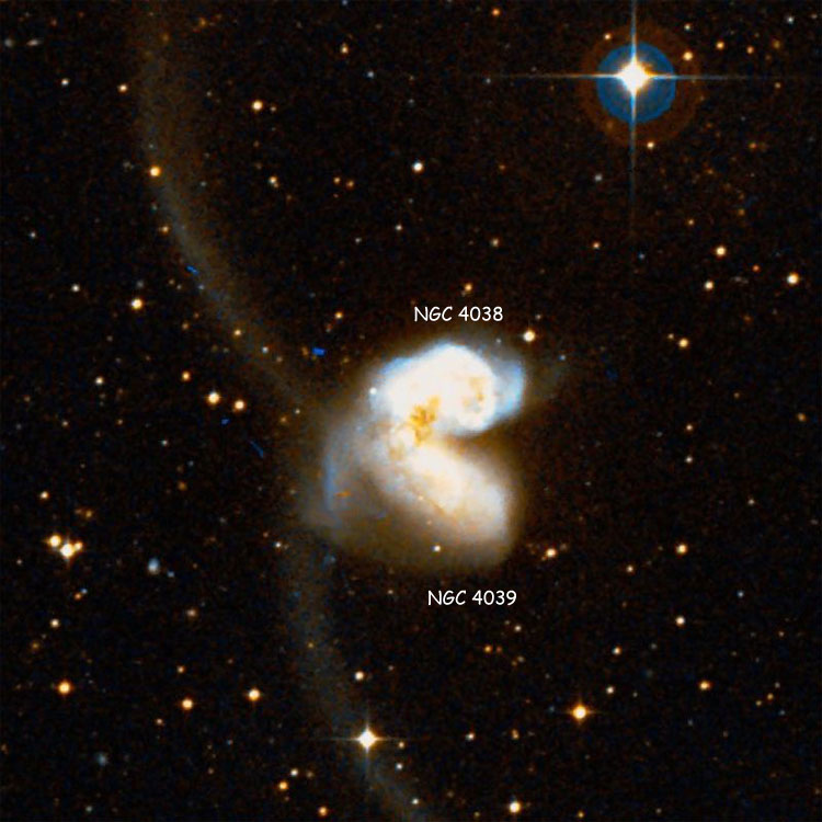 DSS image of region near peculiar spiral galaxies NGC 4038 and NGC 4039, the Antennae Galaxies, which comprise Arp 244
