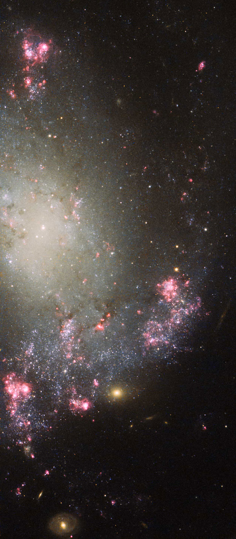 HST image of northern half of spiral galaxy NGC 428