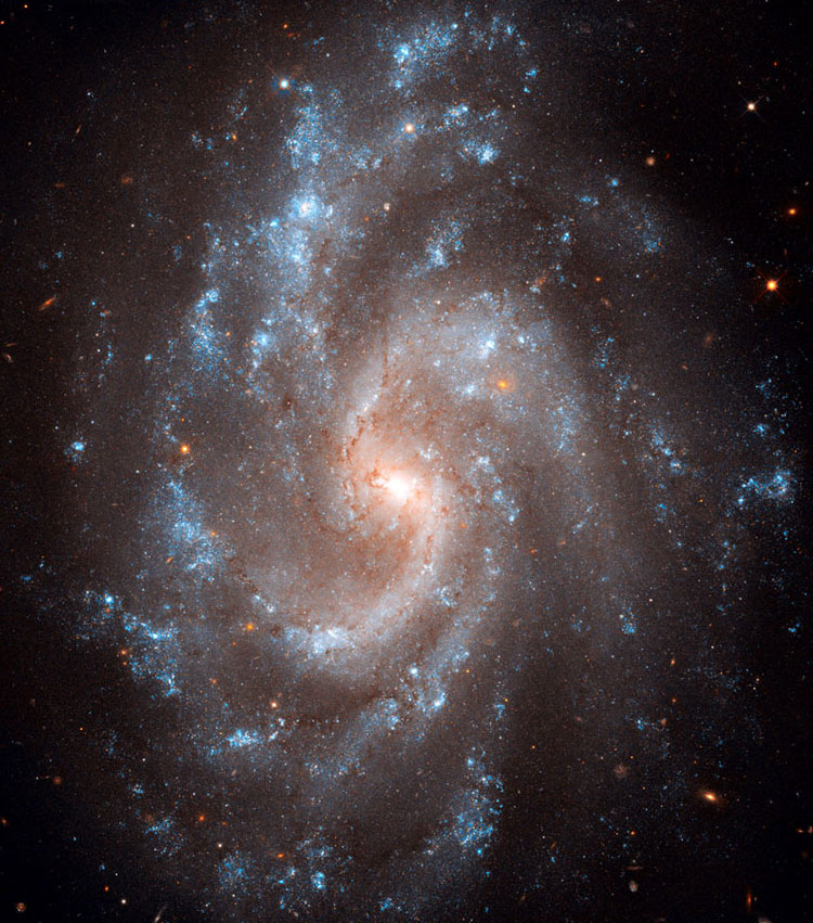 HST image of central part of spiral galaxy NGC 5584