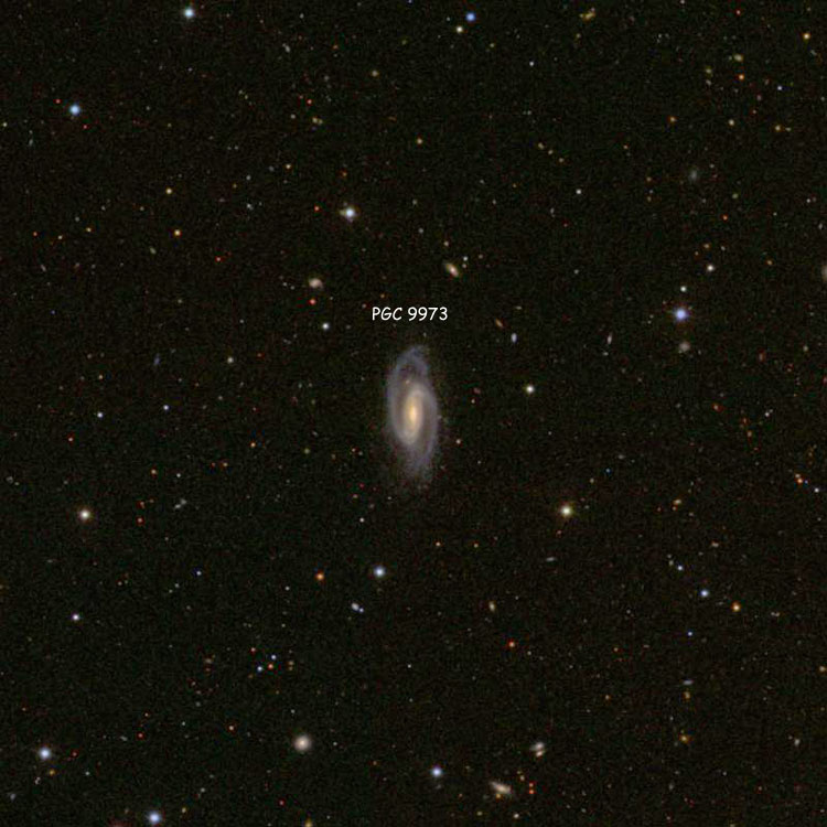 SDSS image of region near spiral galaxy PGC 9973, sometimes misidentified as NGC 1037