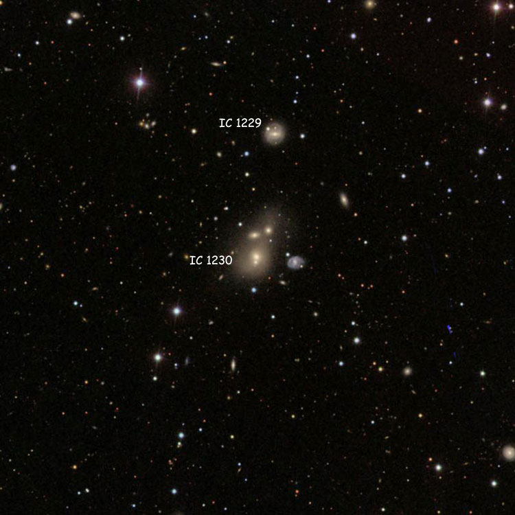 SDSS image of region near spiral galaxy IC 1230, also showing spiral galaxy IC 1229