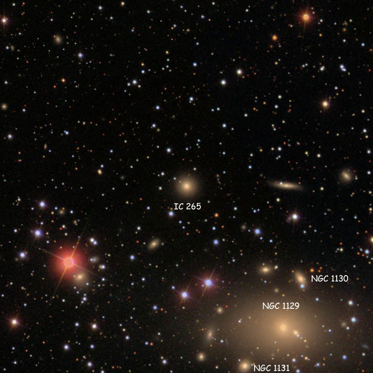 SDSS image of region near elliptical galaxy IC 265, also showing NGC 1129, NGC 1130 and NGC 1131