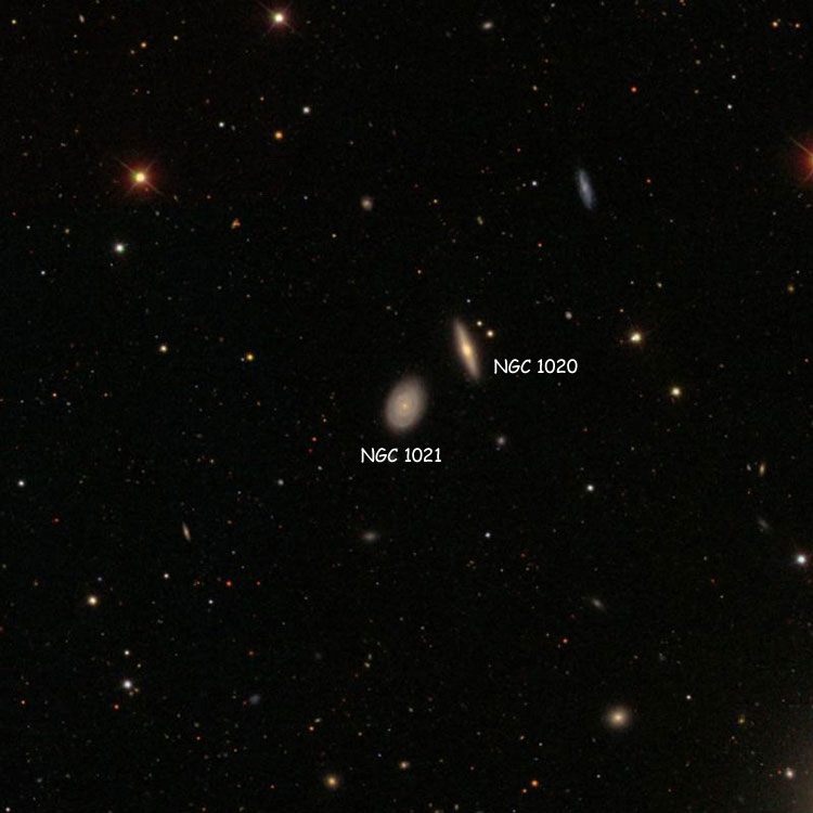 SDSS image of region near spiral galaxy NGC 1021, also showing NGC 1020