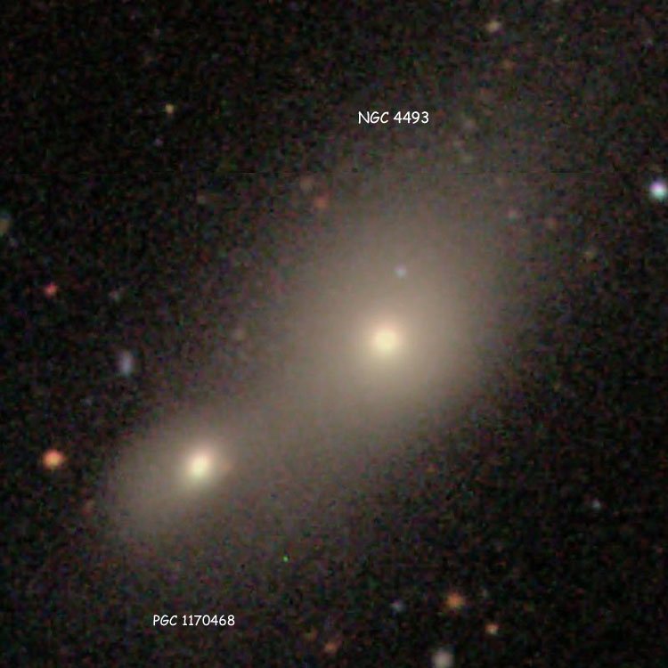 SDSS image of elliptical galaxy NGC 4493 and PGC 1170468