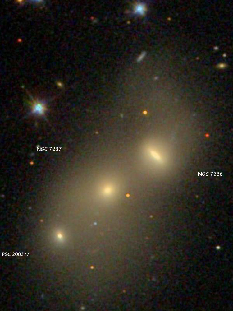 SDSS image of the pair of lenticular galaxies listed as NGC 7236 and NGC 7237, also showing PGC 200377; the two NGC objects are also known as Arp 169